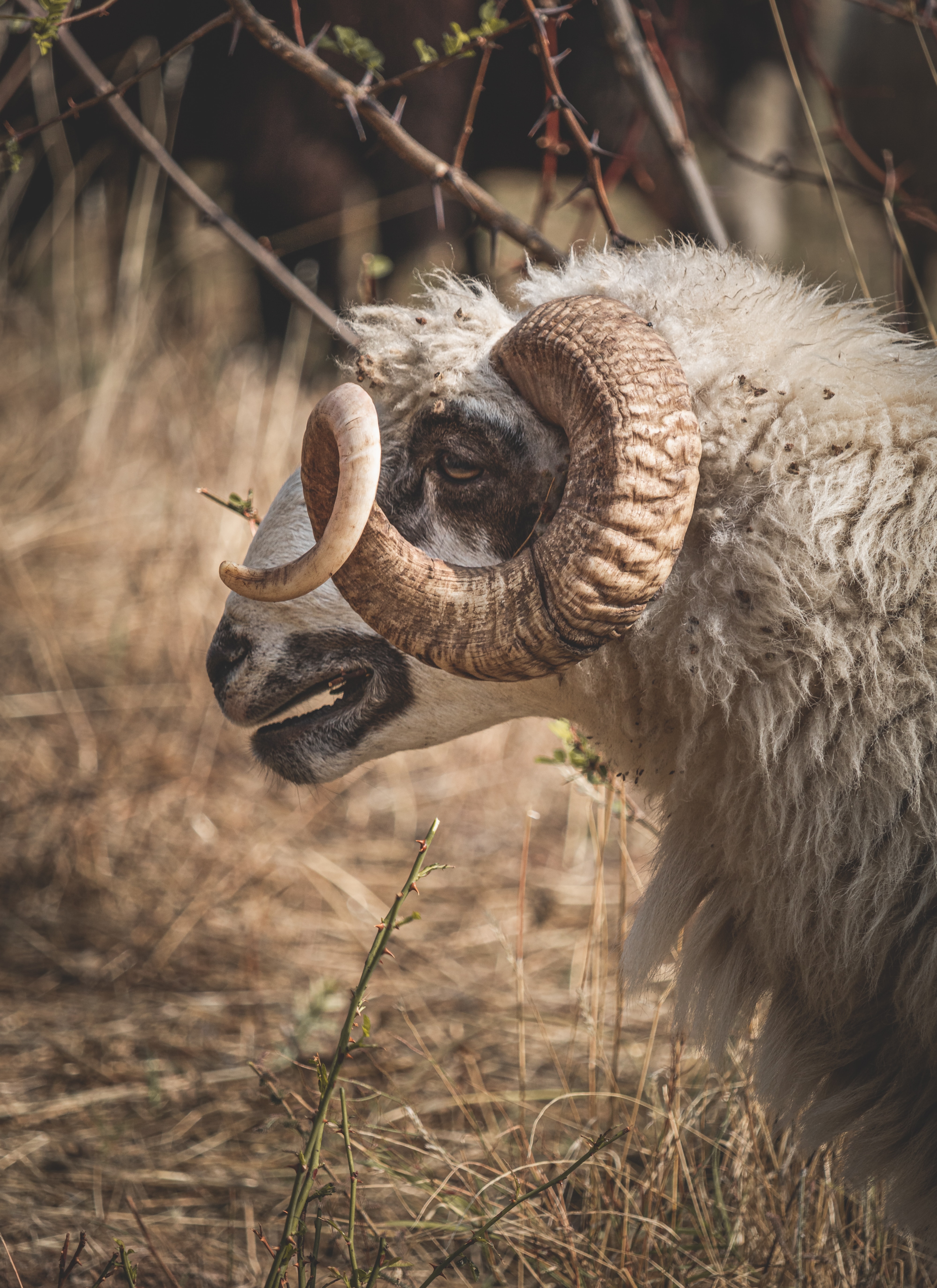 Ram - Photo by Angel Balashev on Unsplash