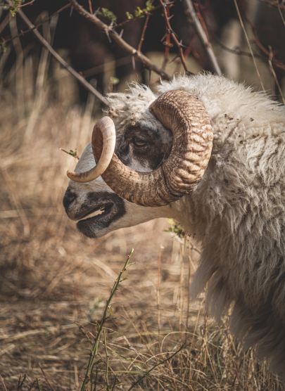 Ram - Photo by Angel Balashev on Unsplash